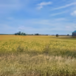 229b38 741ea5b7c0d7452582f56490dd3bfd1fmv2.jpg 150x150