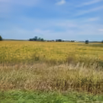 229b38 9fe2060187fb4d1cb8507da3033bcd33mv2.jpg 150x150