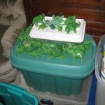 IMG 1951 1 150x150