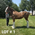 HORSE 1.jpg 150x150