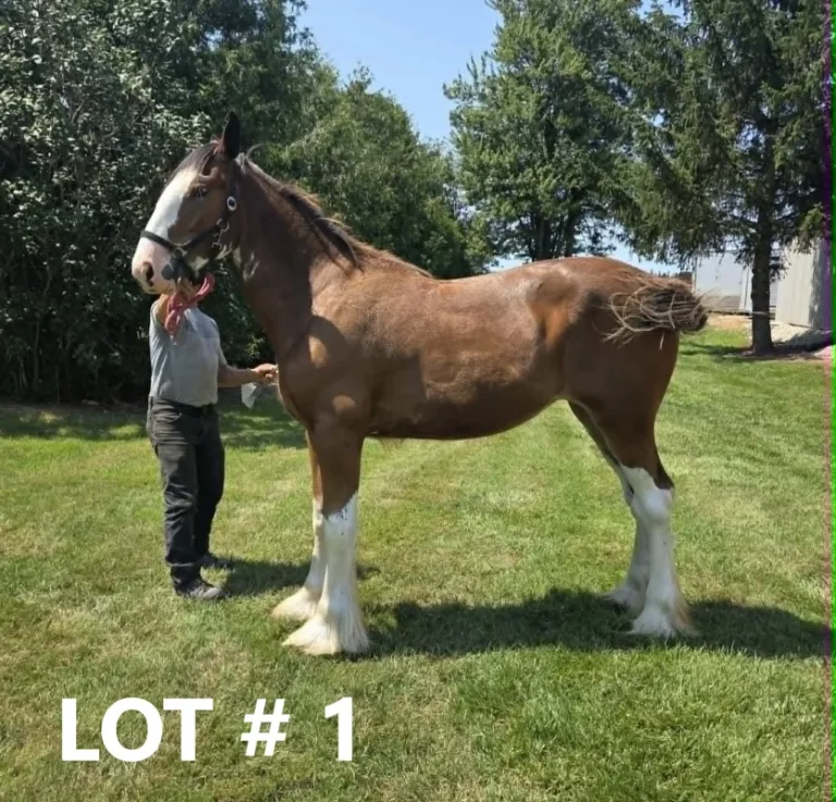HORSE 1.jpg 768x737