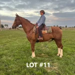 HORSE 11 1.jpg 150x150