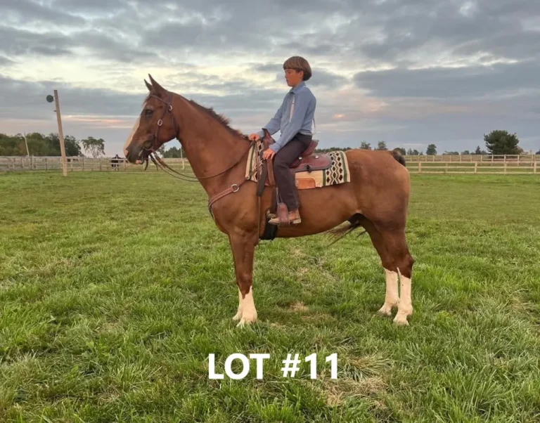 HORSE 11 1.jpg 768x602