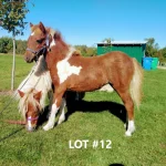 HORSE 12.jpg 150x150