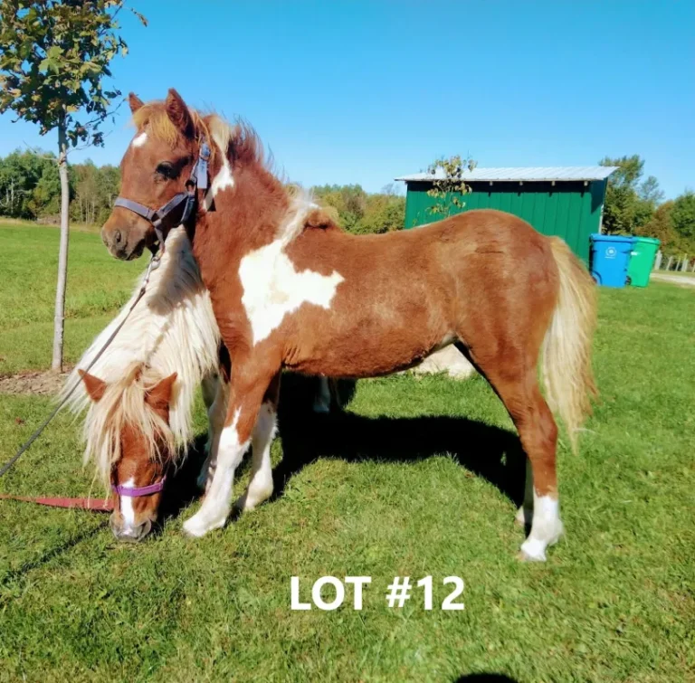 HORSE 12.jpg 768x755