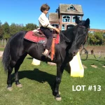 HORSE 13.jpg 150x150