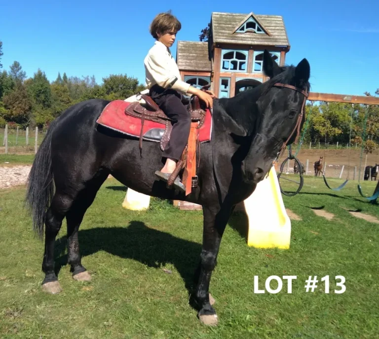 HORSE 13.jpg 768x687