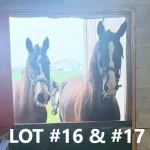 HORSE 16 17.jpg 150x150