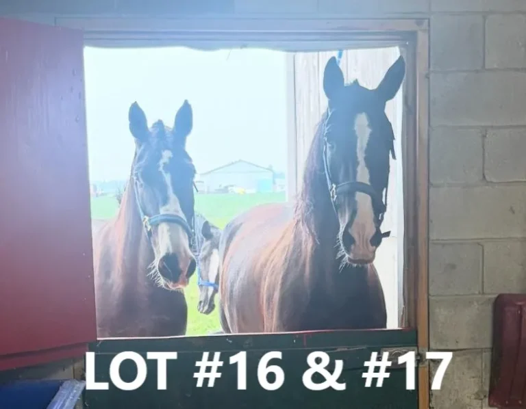 HORSE 16 17.jpg 768x598
