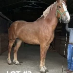 HORSE 3.jpg 150x150