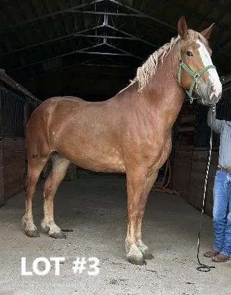 HORSE 3.jpg