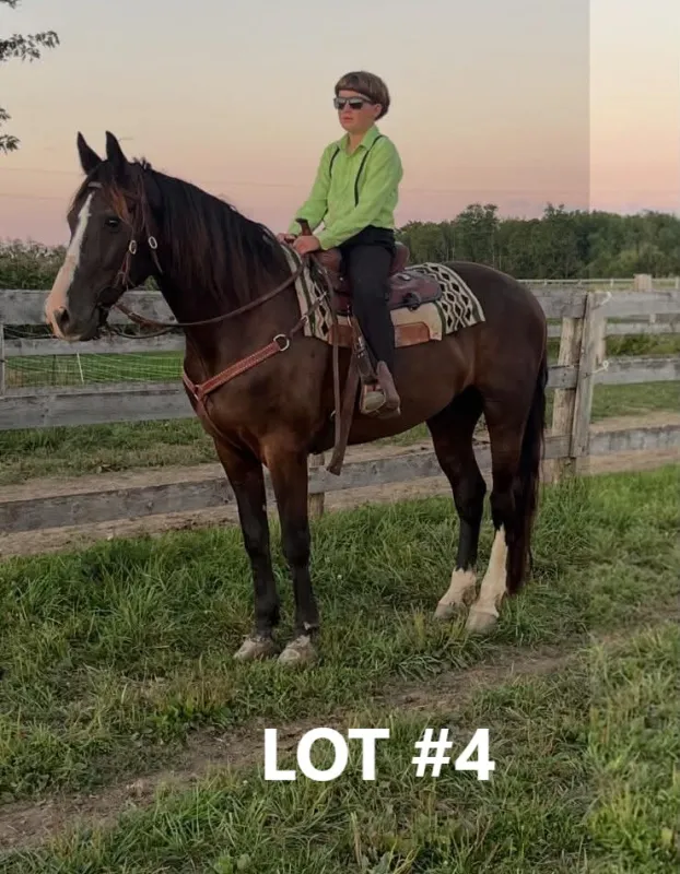 HORSE 4.jpg