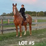 HORSE 5.jpg 150x150