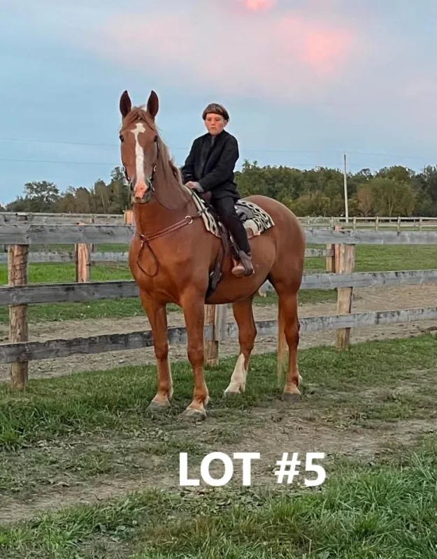 HORSE 5.jpg