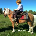 HORSE 61.jpg 150x150