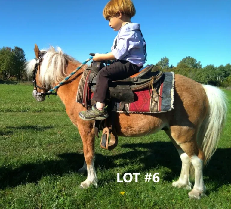 HORSE 61.jpg 768x694