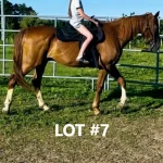 HORSE 7.jpg 150x150
