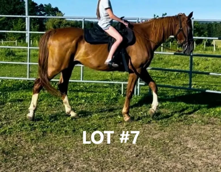 HORSE 7.jpg 768x599