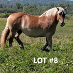 HORSE 8.jpg 150x150