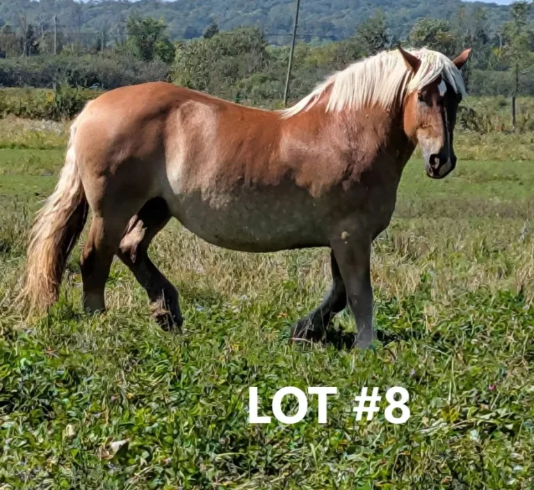 HORSE 8.jpg 768x705