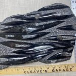 size of fossil squid 150x150