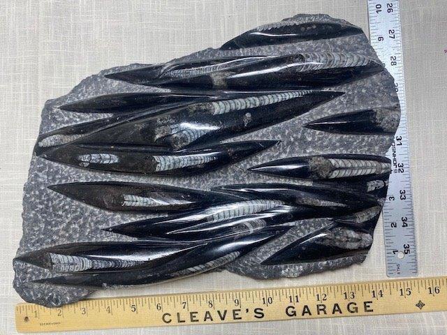 size of fossil squid